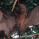 Illustration for article titled Fruit Bats Enjoy Oral Sex, Too
